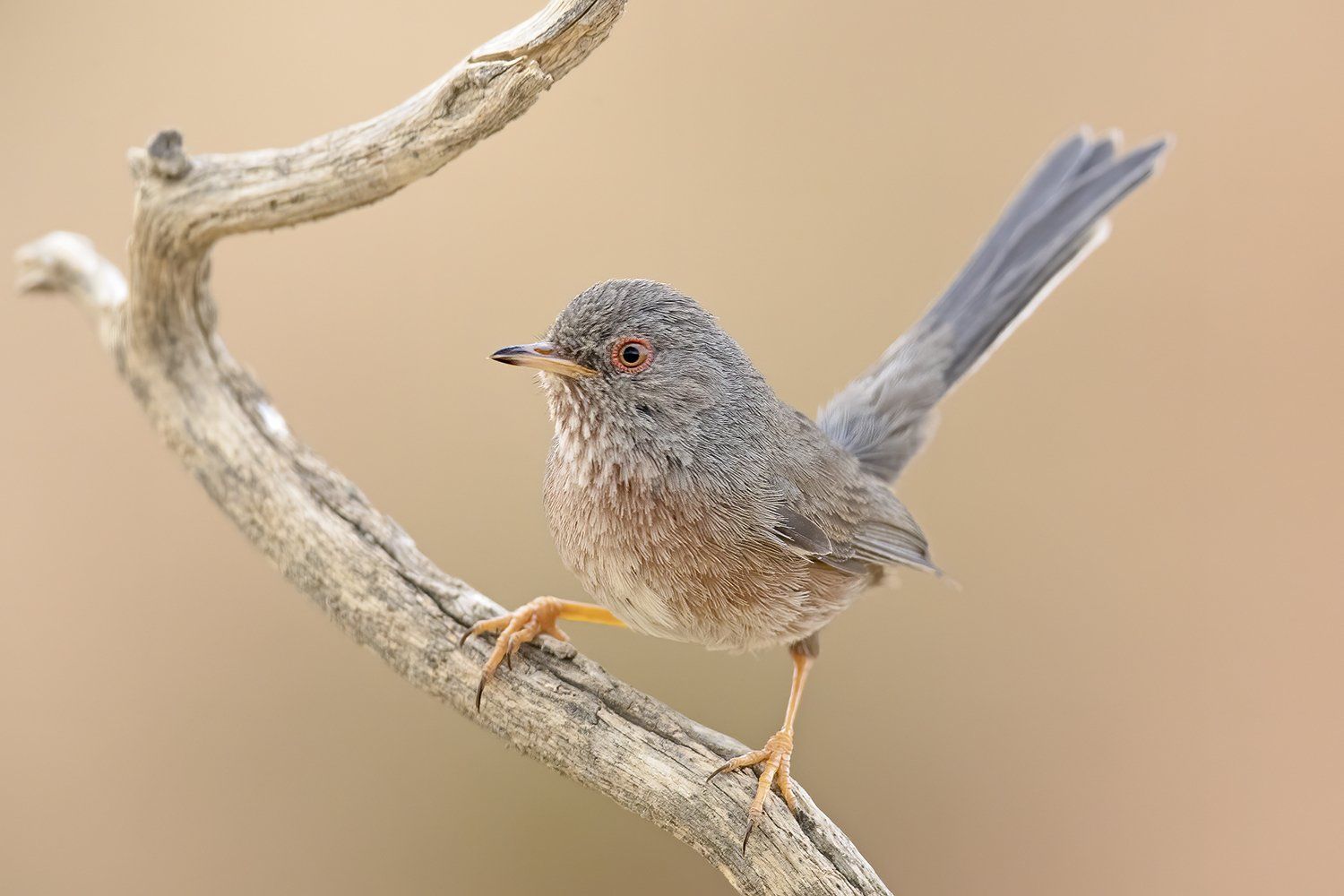 Provençaalse grasmus