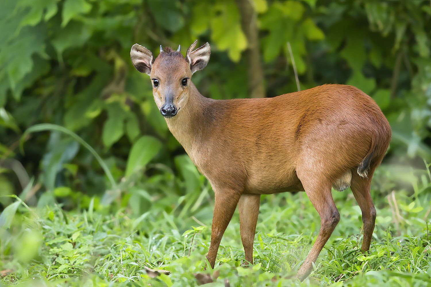 Duiker