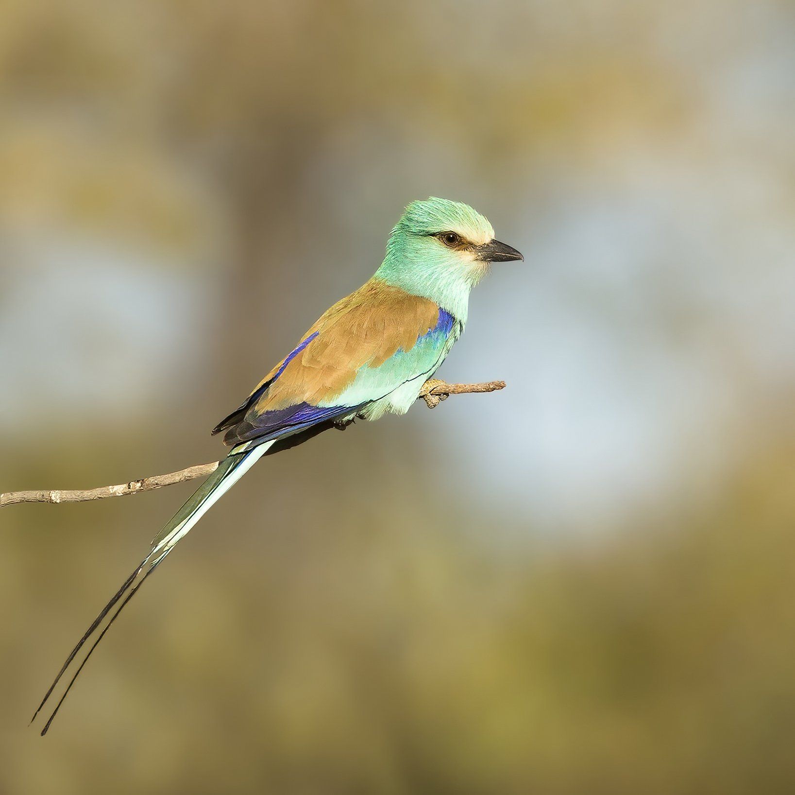 Vorkstaartscharrelaar