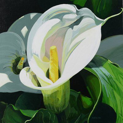 Arum Lily