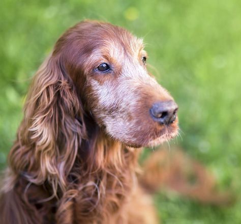 Irish Setter Dog Is Sitting In The Grass And Looking At The Camera — Sunshine Coast Mobile Vets in Coes Creek, QLD