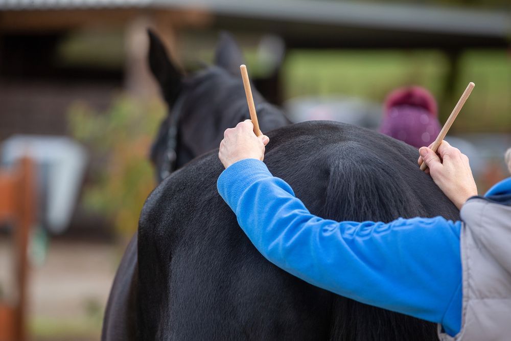 Person Is Holding A Stick In Front Of A Black Horse — Sunshine Coast Mobile Vets in Coes Creek, QLD