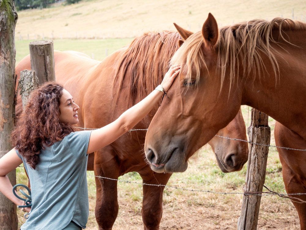Woman Petting Two Brown Horses In A Field — Sunshine Coast Mobile Vets in Coes Creek, QLD