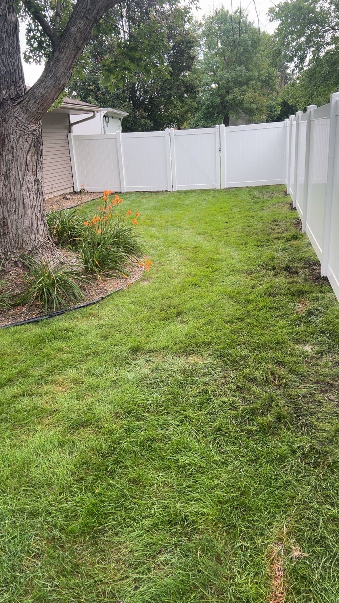 A grassy backyard with a white fence, a tree, and orange flowers.