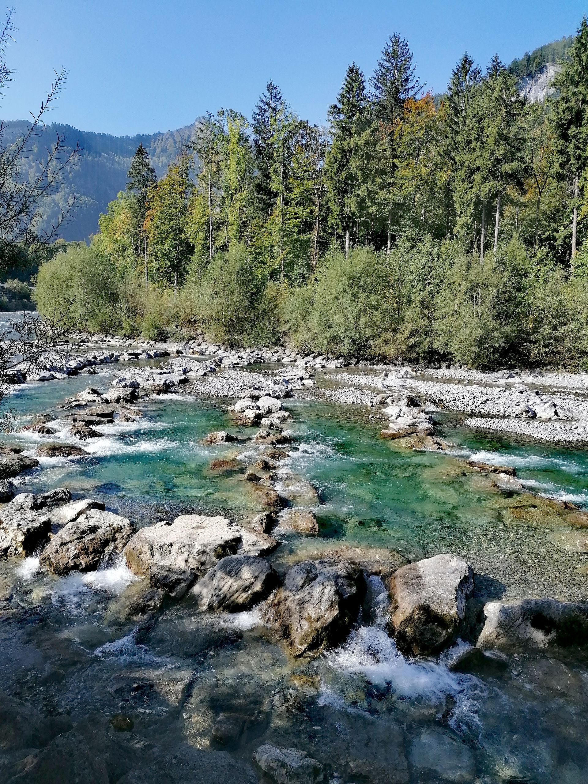ein Fluss , der durch einen Wald fließt