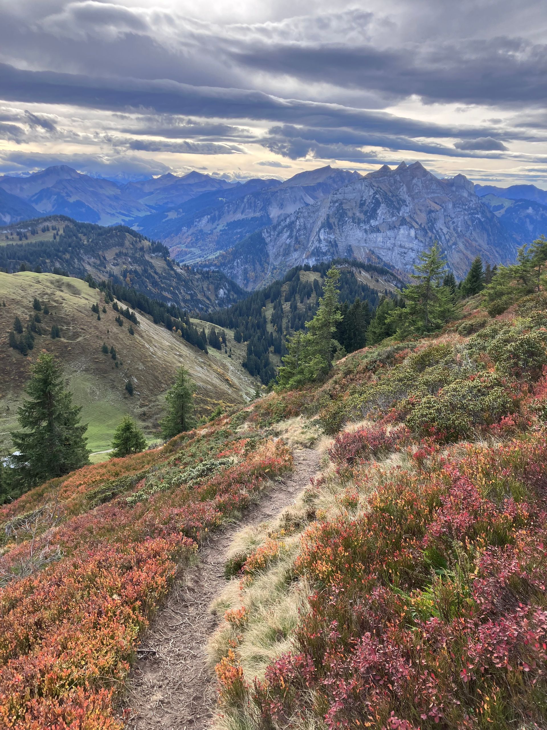Auf einem Bergweg geht ein Pfad durch eine Blumenwiese mit Bergen im Hintergrund .