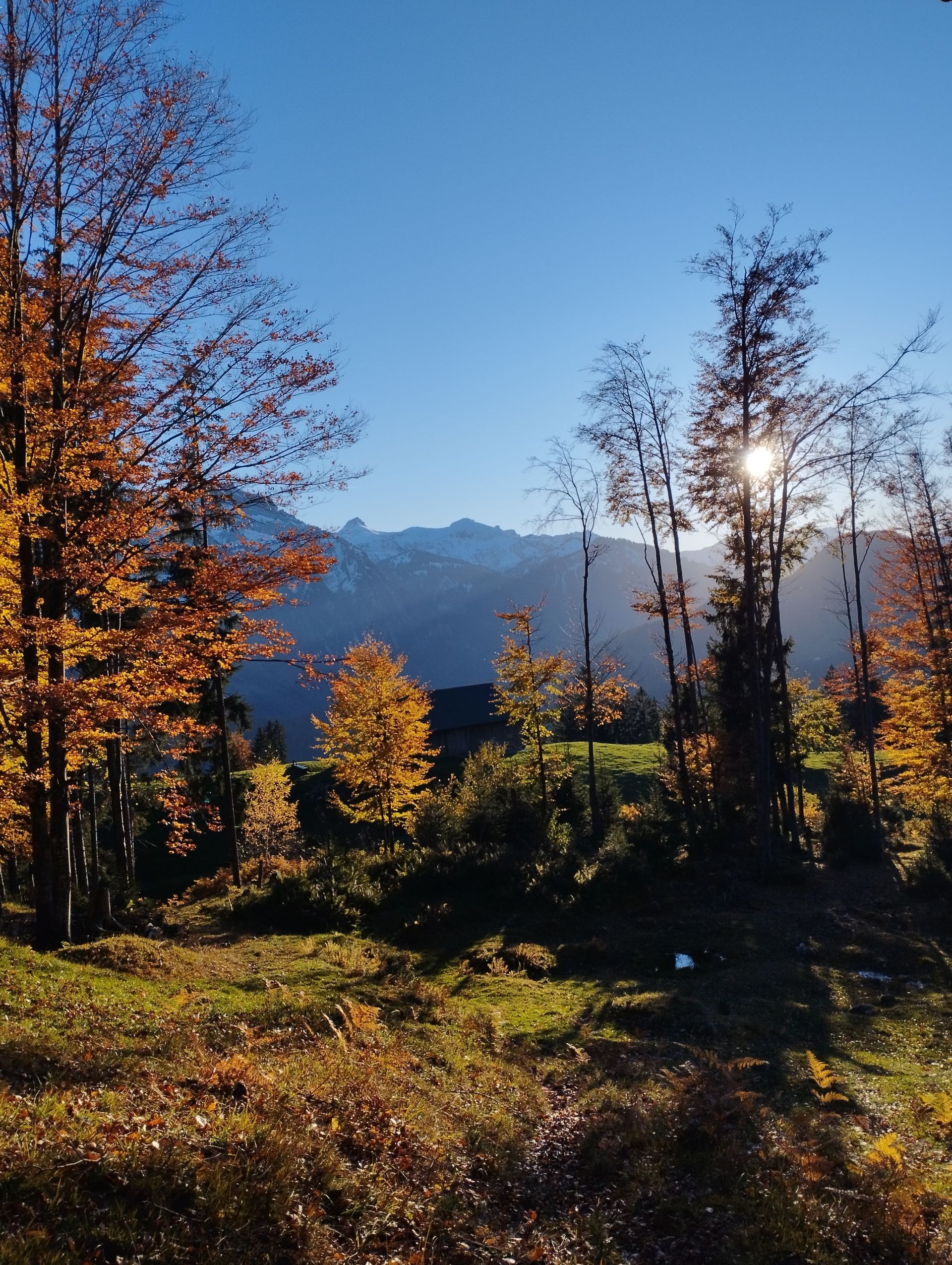 ein Wald mit Bäumen und Bergen im Hintergrund