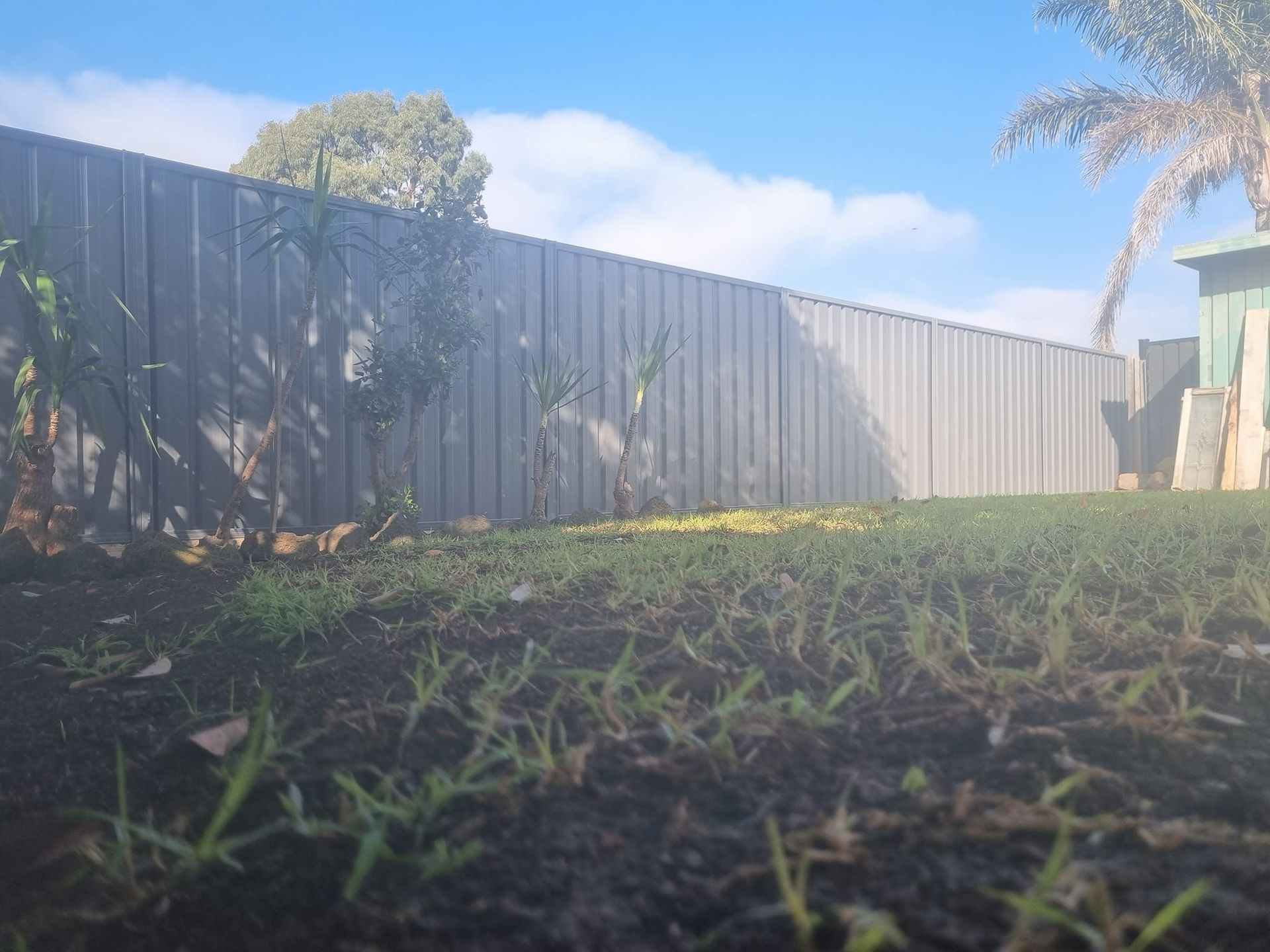 A fence surrounds a lush green yard with a palm tree in the background.