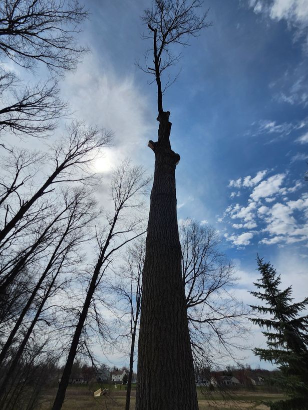 Tree services in Bluffton, IN by M&L Gutters