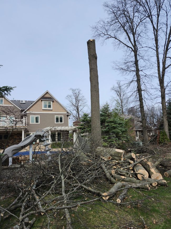 Professional tree removal services in Fort Wayne, IN by M&L Gutters