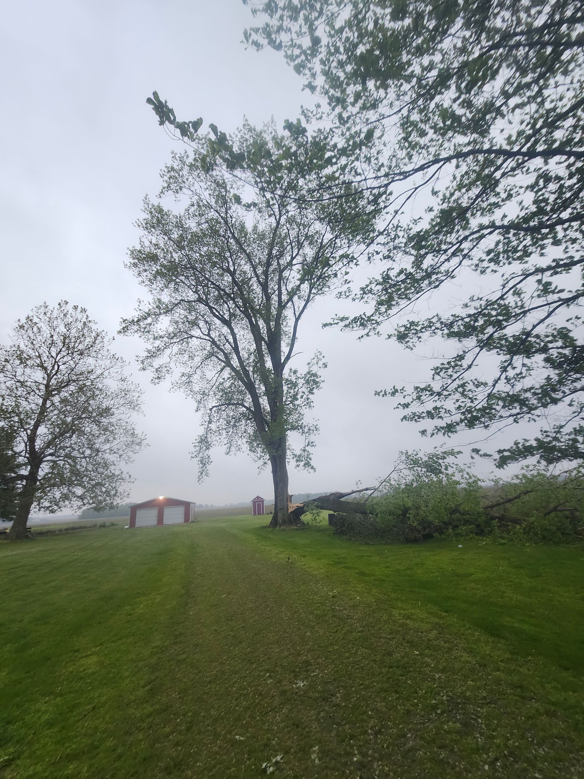 Professional tree removal services in Fort Wayne, IN by M&L Gutters