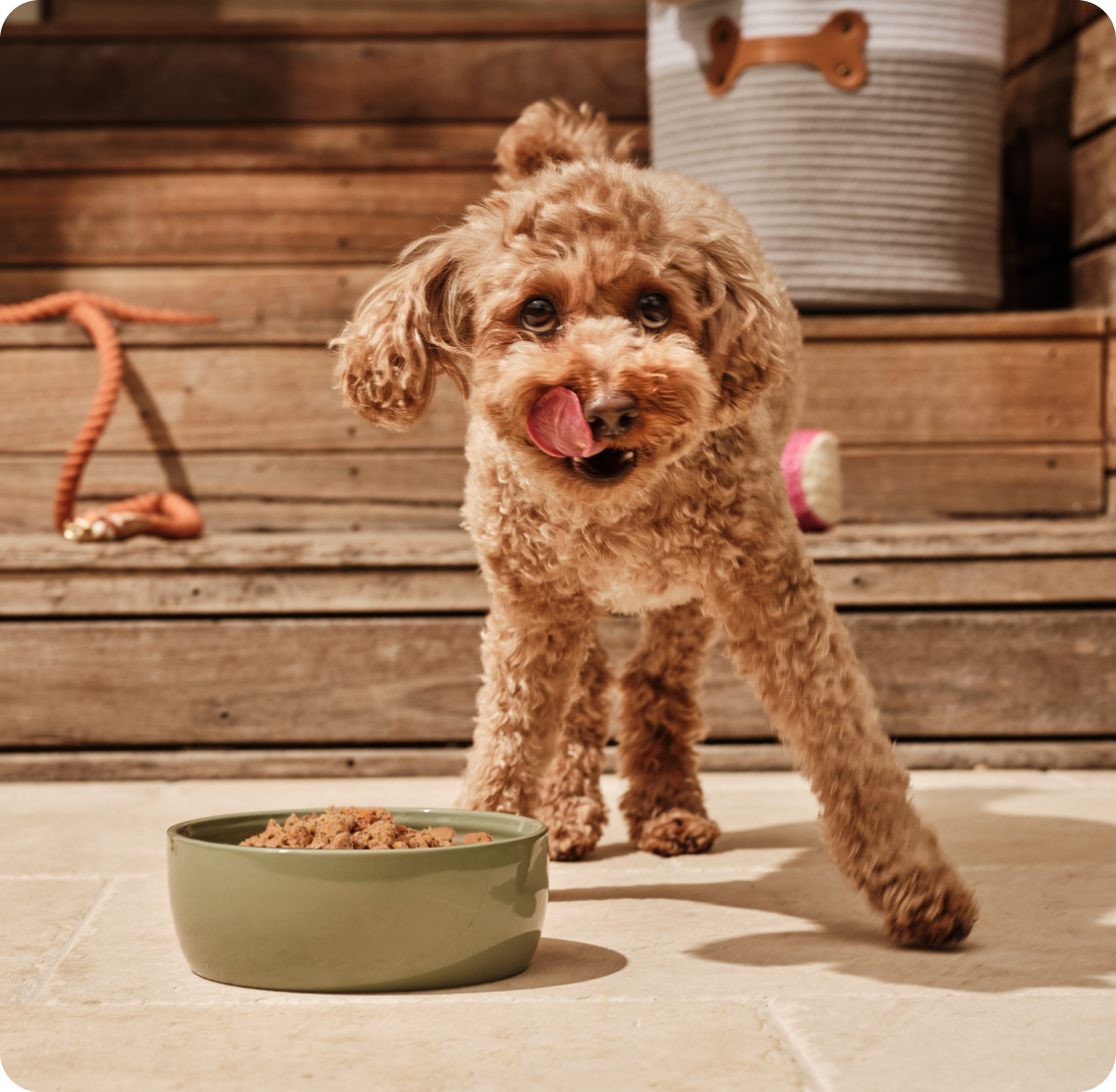 Happy dog with Lyka food bowl