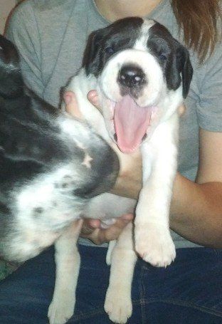 dane puppy yawn