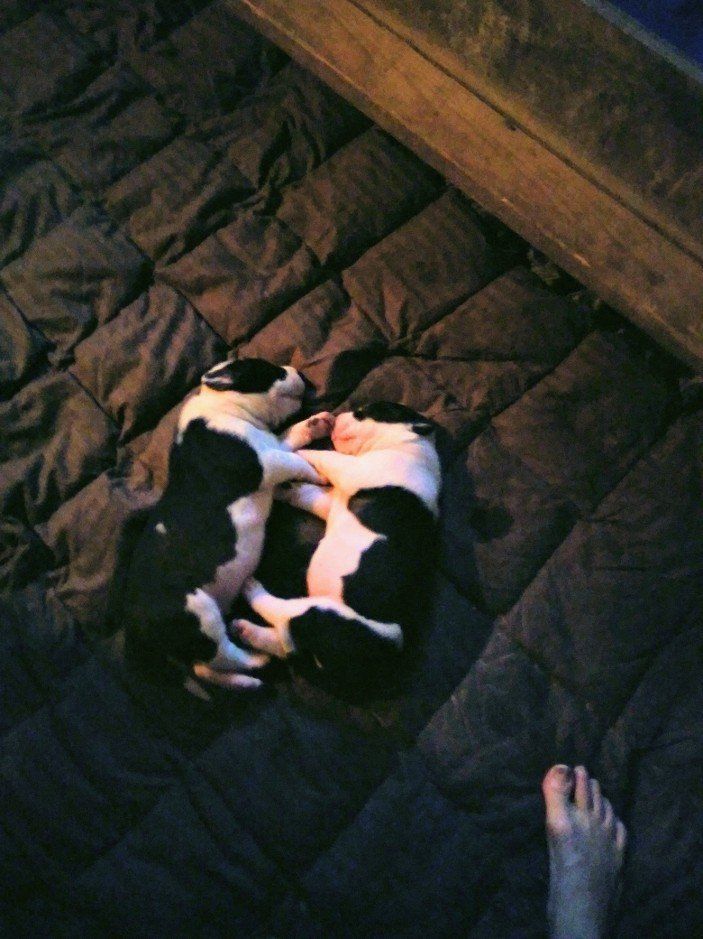 puppies cuddling