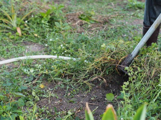 Person weeding a garden with a hoe. Green plants and soil. White hose in background.