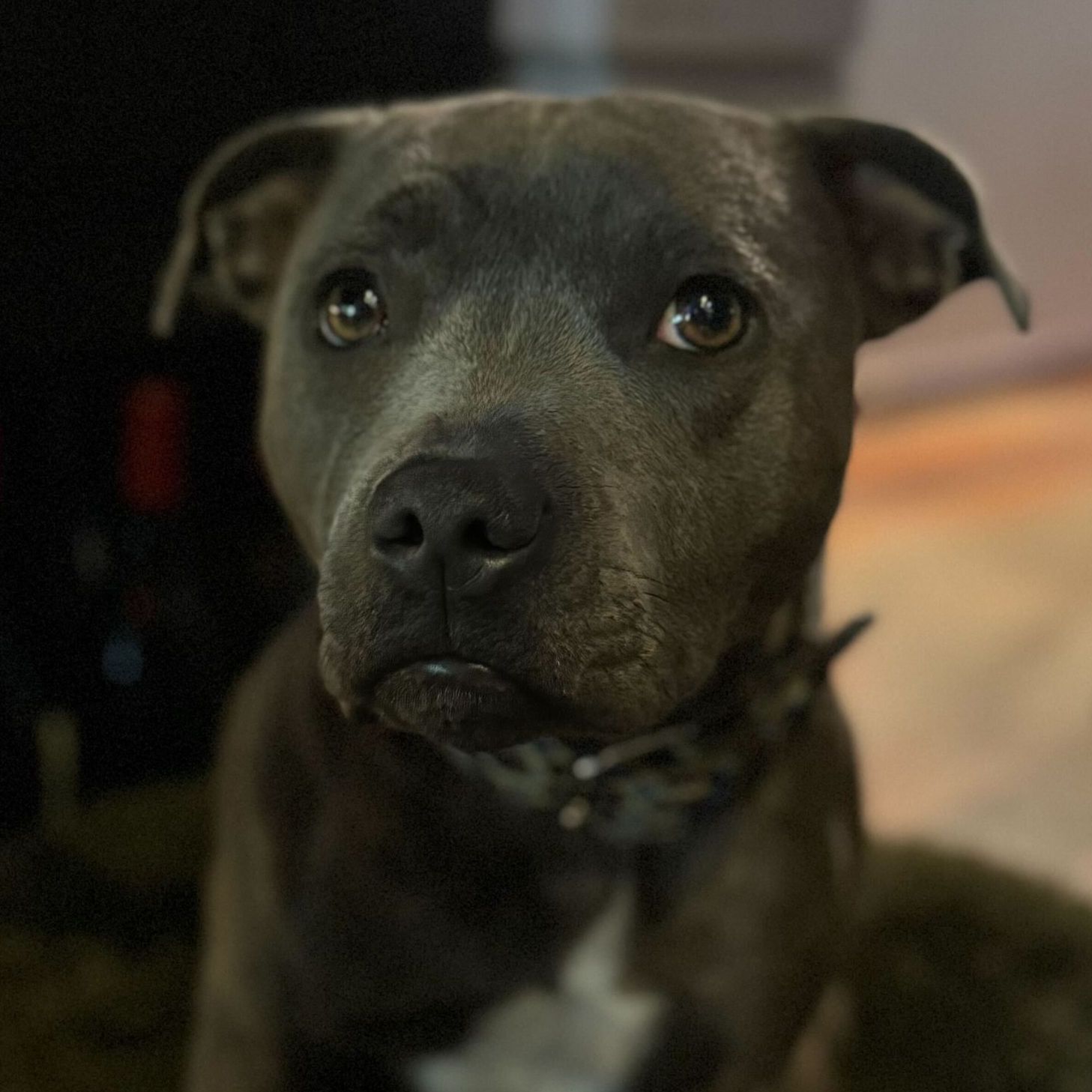 Tia, le chien mascotte du restaurant l'Entrecôte Saint-Jean à Genève