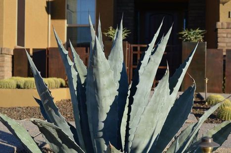 Sonoran Earthworks Luxury Landscape Design Agave