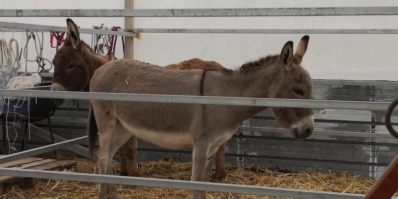 asini in fattoria