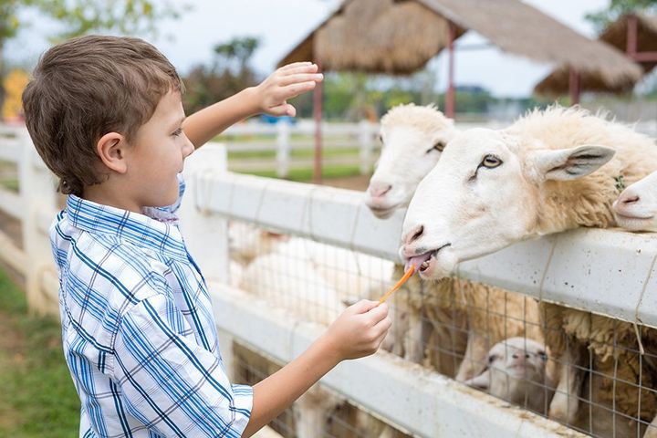 fattoria didattica pecore