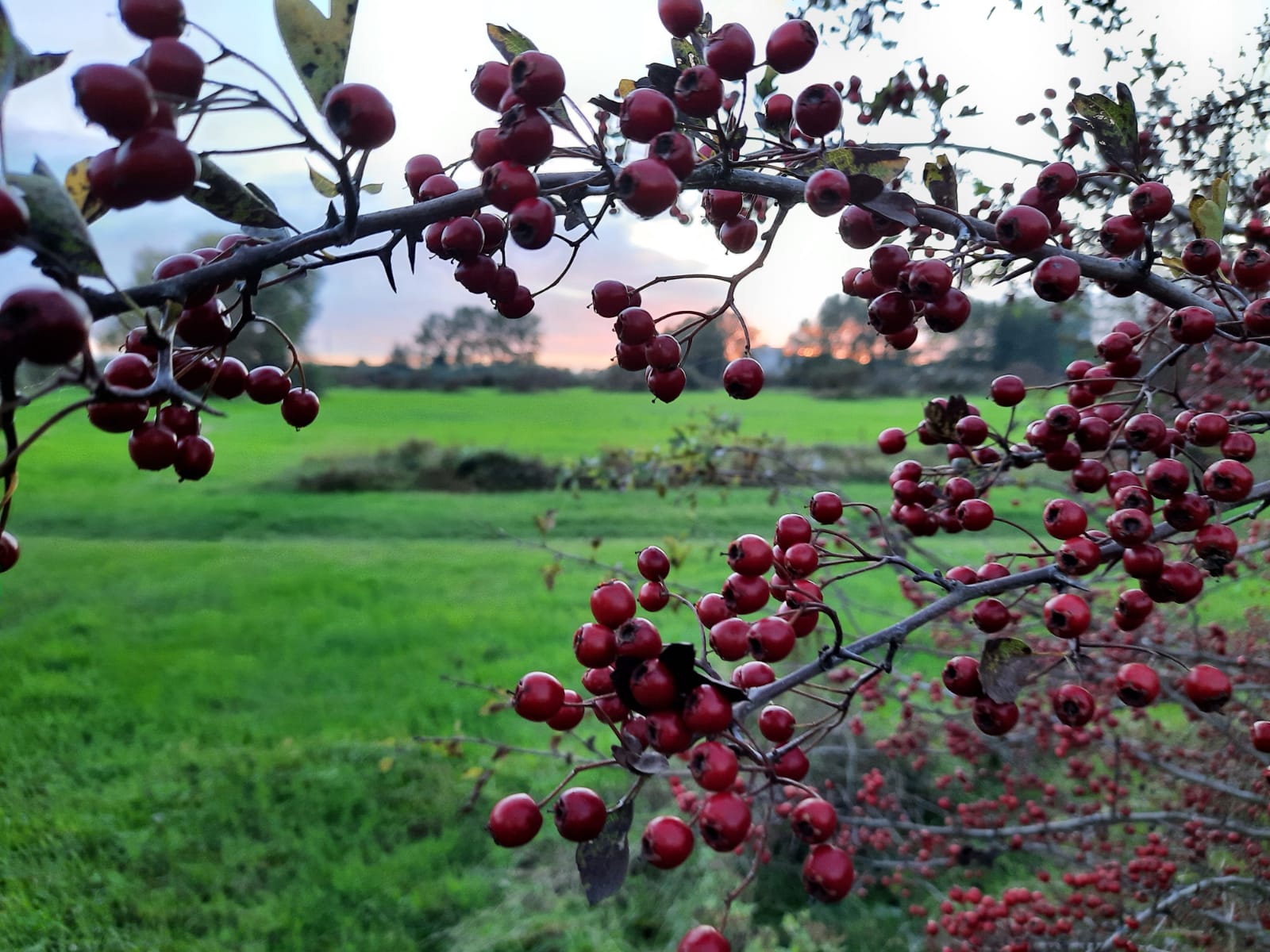 Uiterwaarden Wageningen met Meidoorns