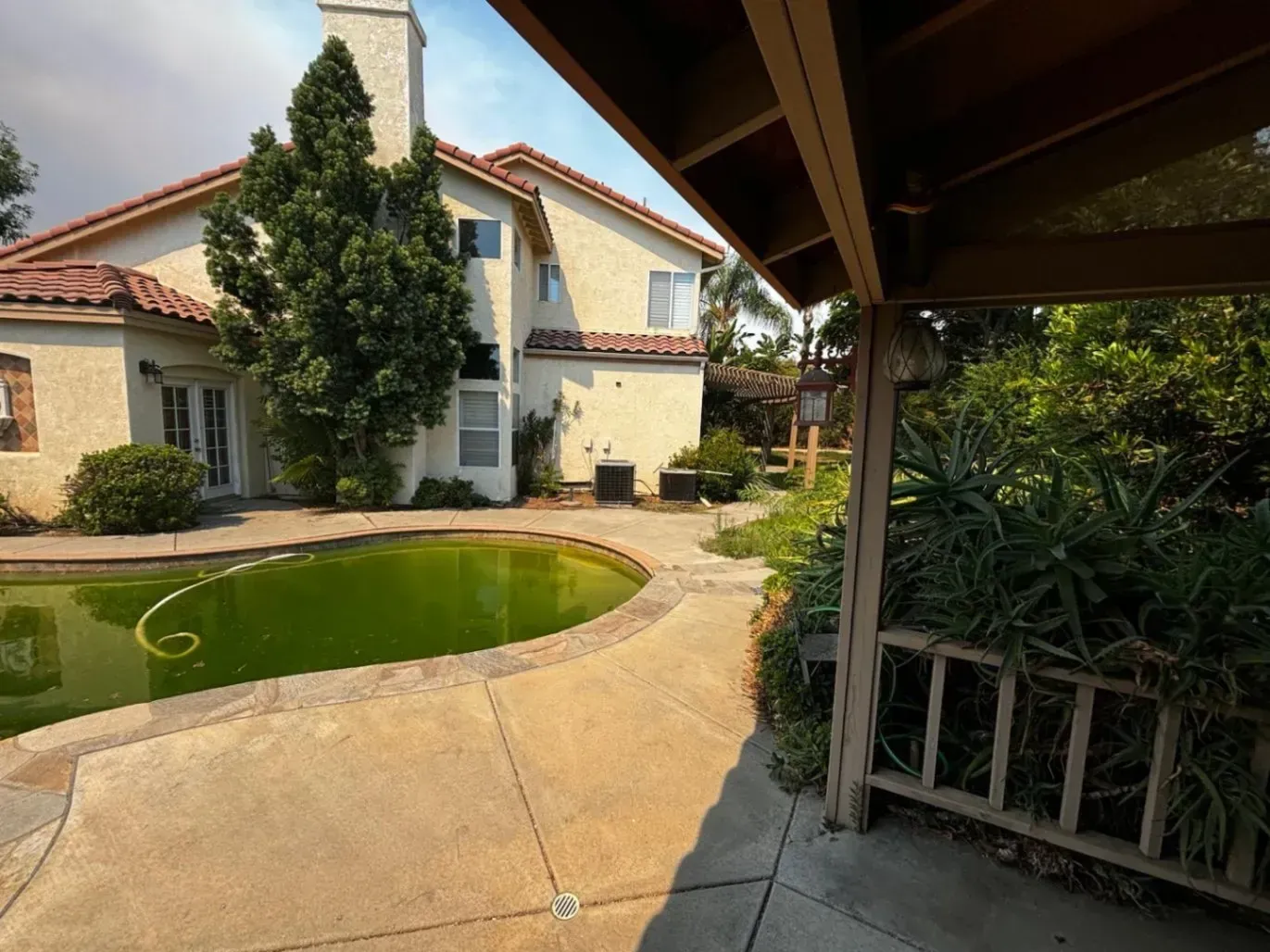 Backyard with a green pool, house, patio cover, and overgrown landscaping.