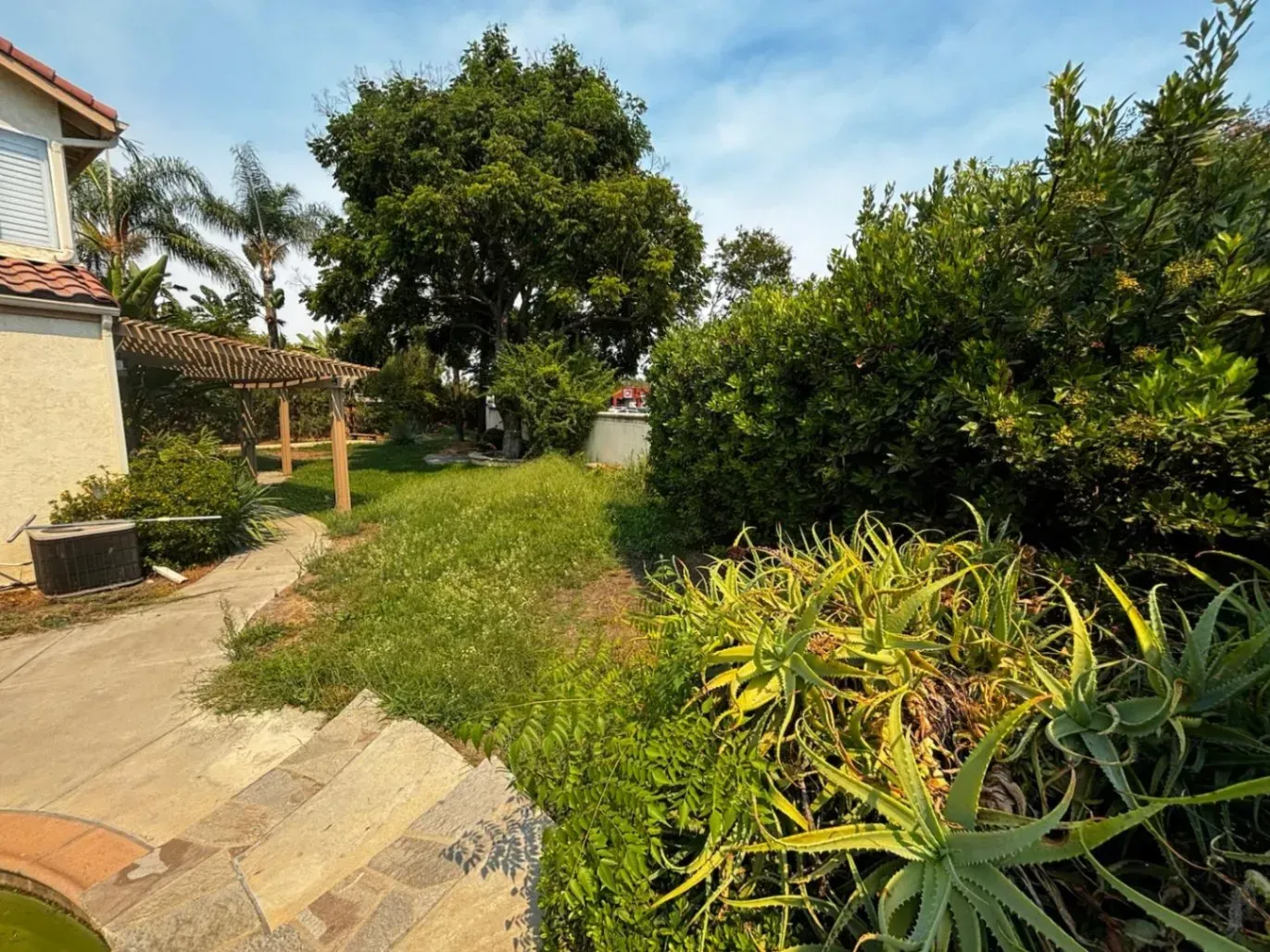 Backyard with concrete stairs, overgrown grass, trees, and shrubs under a blue sky.