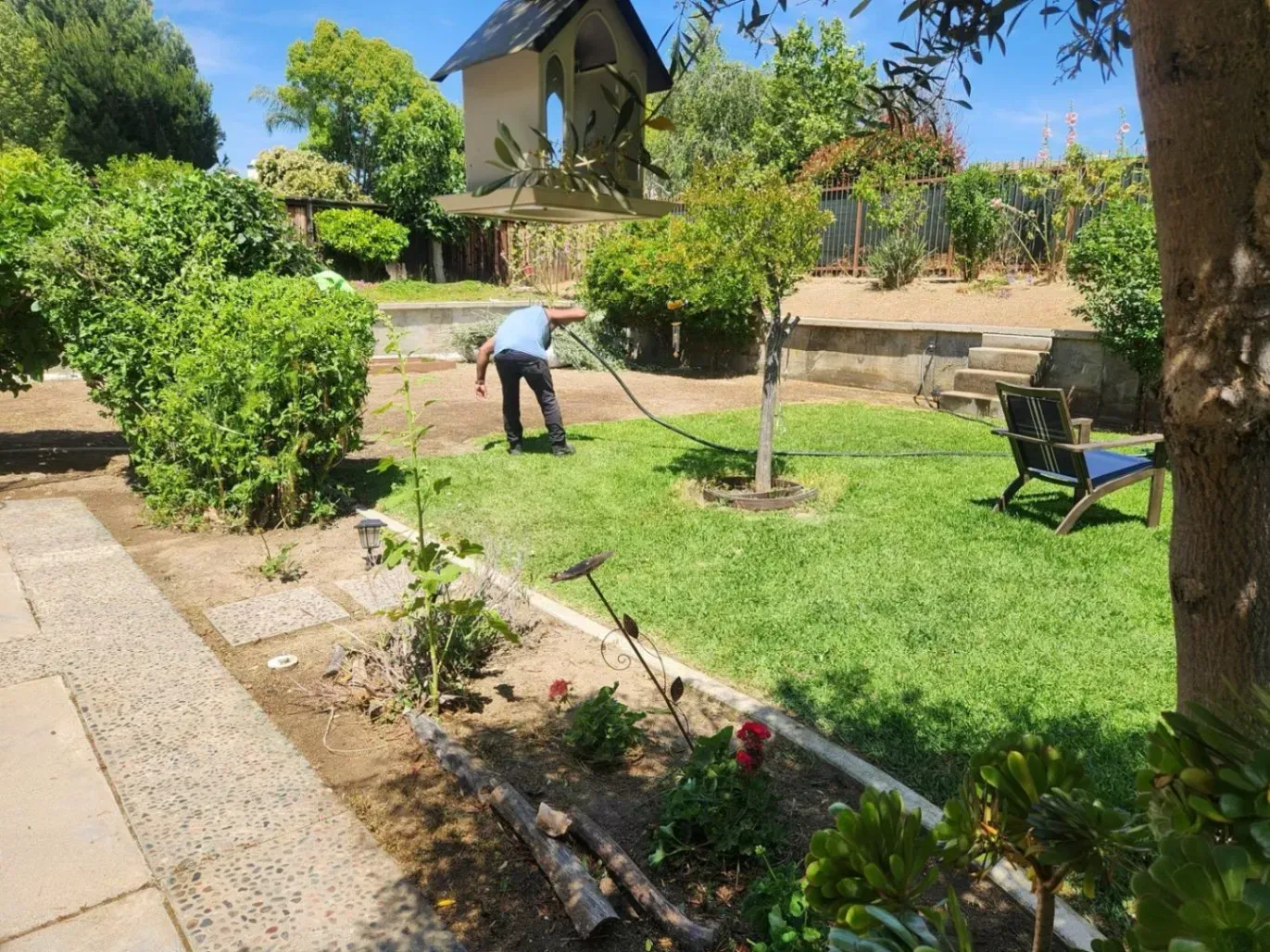 Man watering a grassy yard with a hose, with a stone patio, shrubs, and a gazebo in the background.