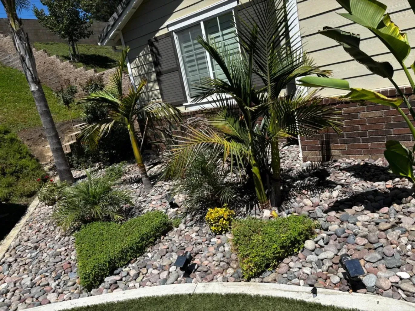 Landscaped yard with palm trees, green hedges, and rock ground cover in front of a house.