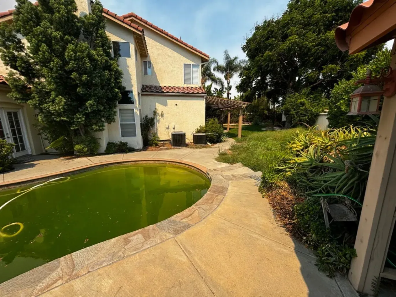 Backyard with a green pool, tan house, and overgrown landscaping.