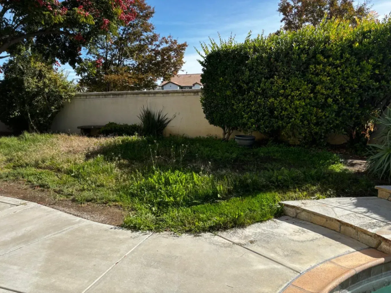 Backyard with overgrown weeds, concrete pool deck, and trimmed bushes against a wall under a sunny sky.