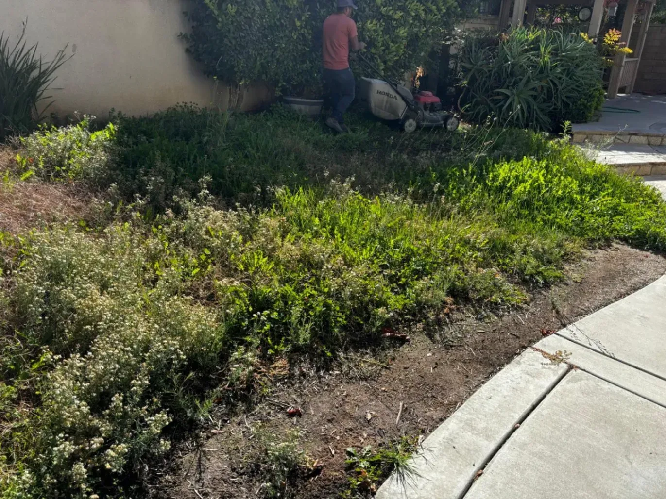 A person mowing overgrown weeds in a front yard next to a sidewalk.