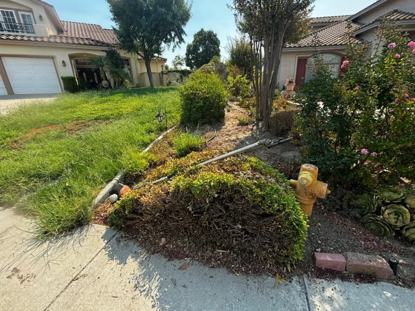 Residential front yard with overgrown grass, landscaping, and a fire hydrant.
