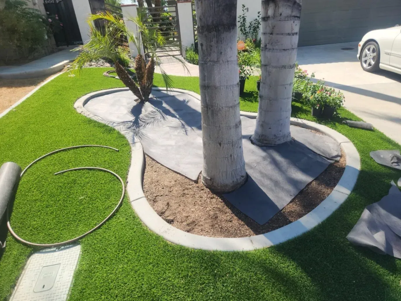 Green lawn surrounding palm trees with a concrete border, and a car in the background.