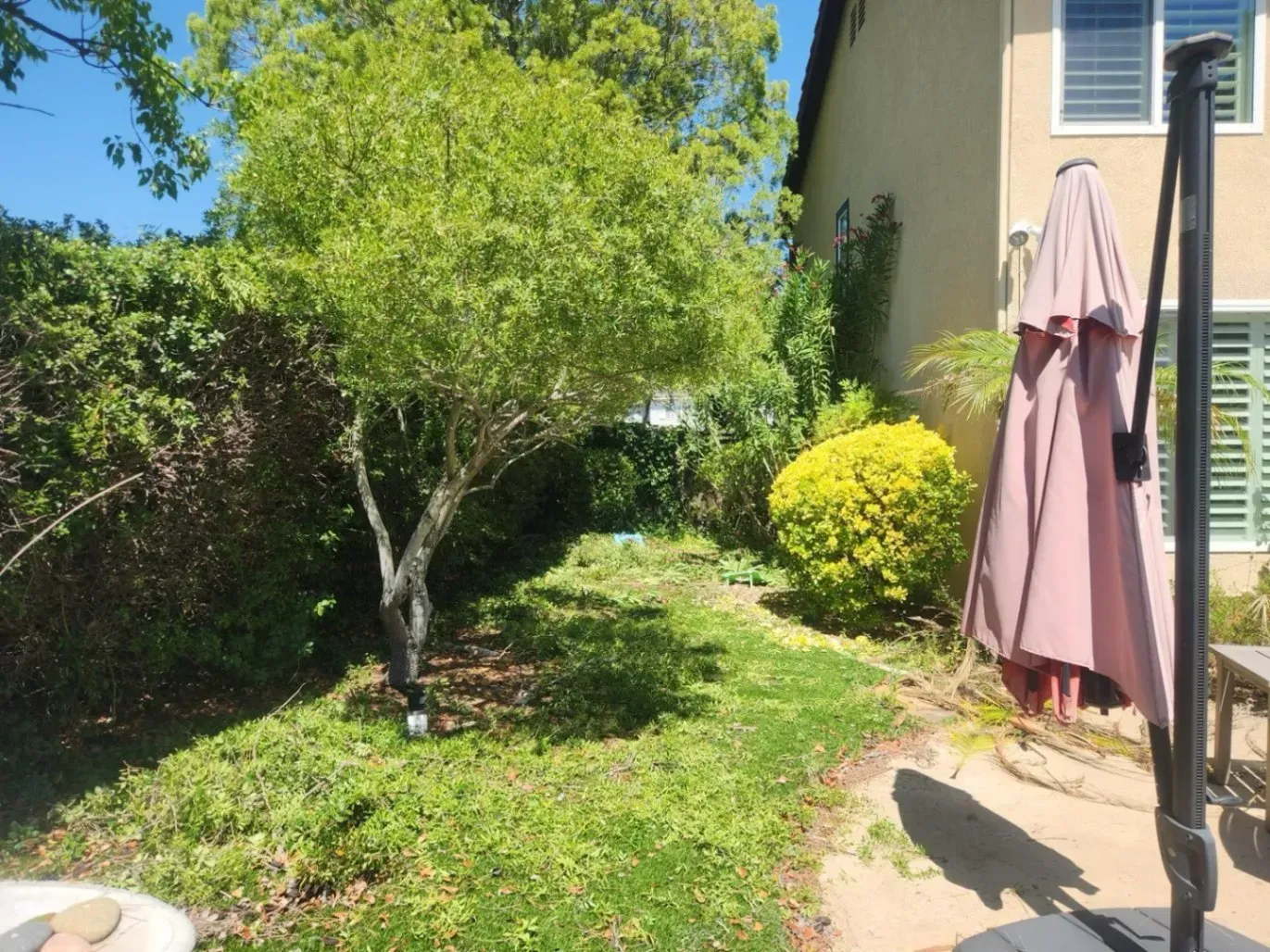 A backyard with a tree, green grass, a hedge, and a closed pink umbrella.