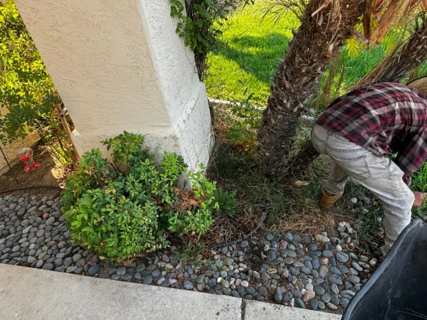 Person tending to weeds near a building column and a tree, surrounded by rocks and vegetation.
