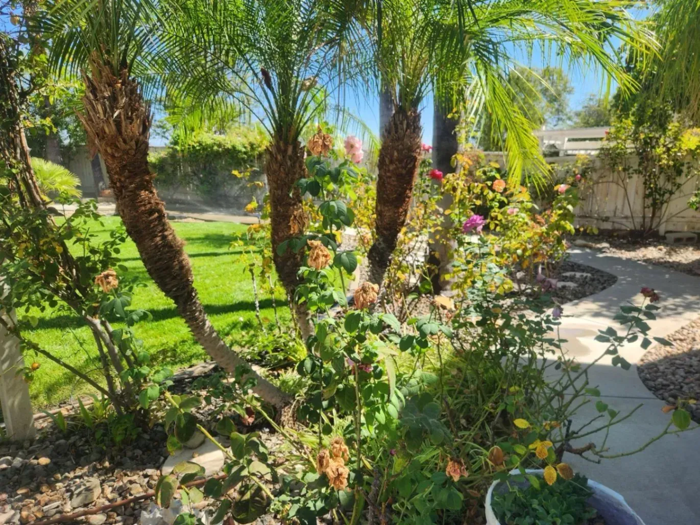 Lush backyard with palm trees, rose bushes, and a winding concrete path under a bright blue sky.