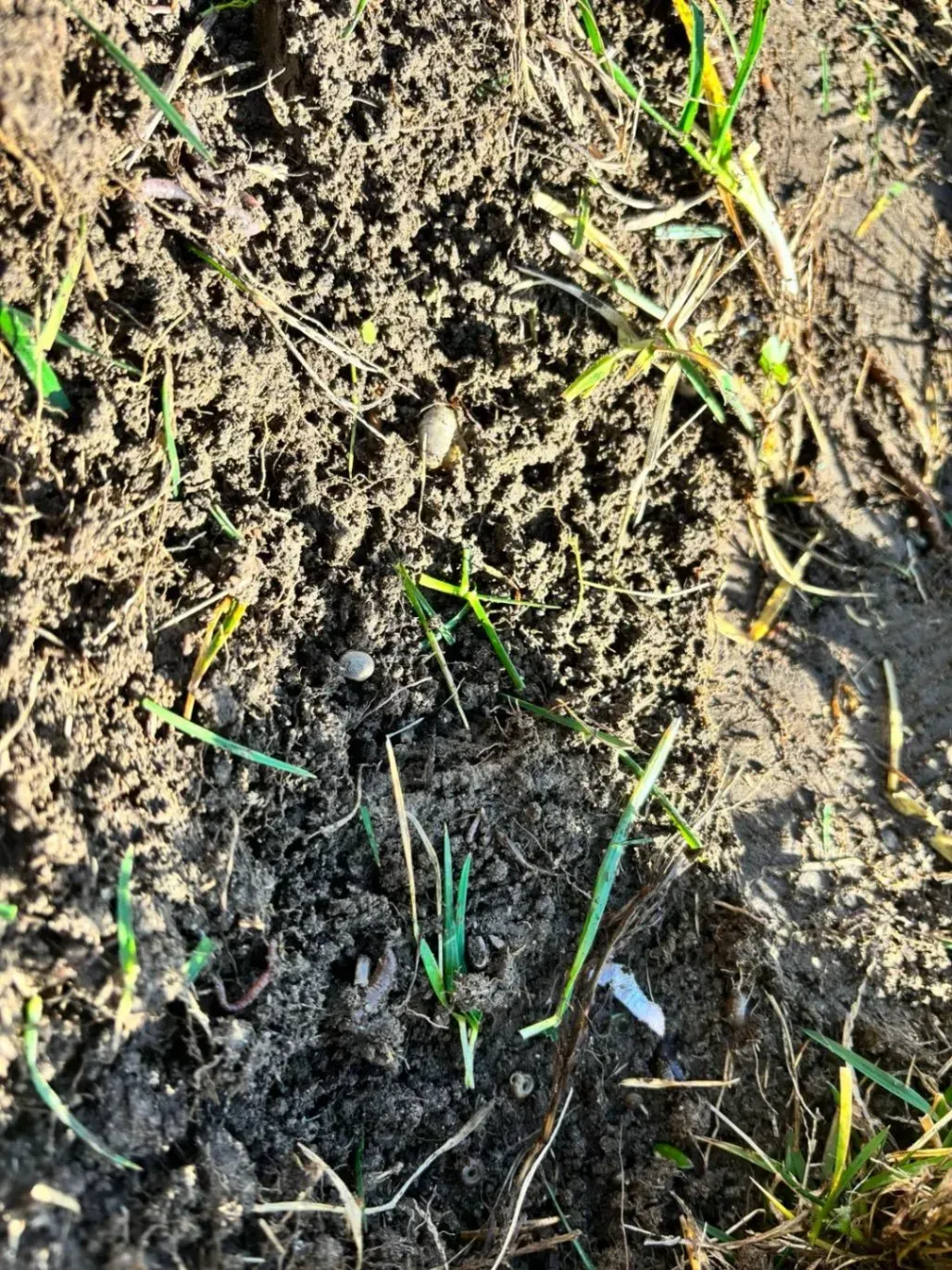 Close-up of dark soil with small green sprouts of grass emerging in bright sunlight.