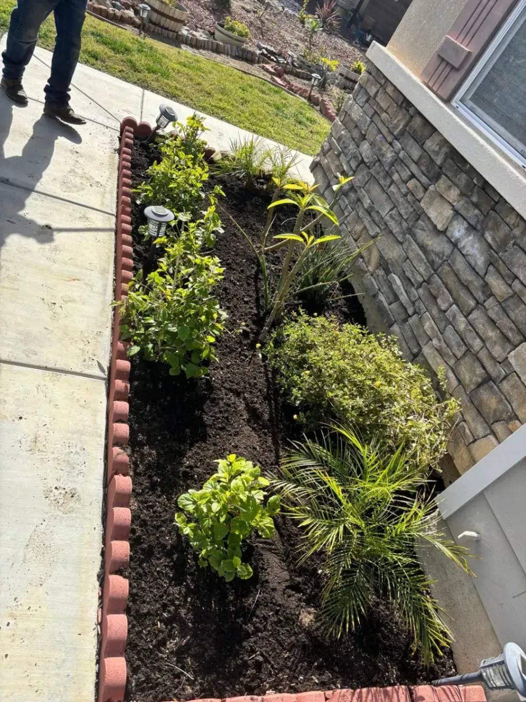 Flowerbed with assorted green plants, bordered by red bricks, next to a stone-covered house wall.