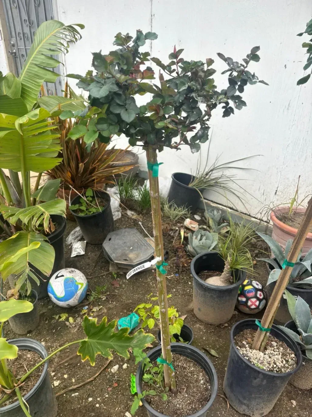 A potted tree with dark green leaves and a slender trunk, surrounded by other potted plants.