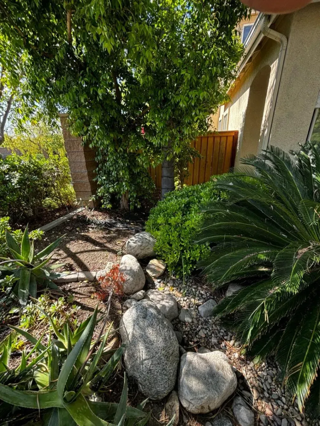 A lush garden with rocks, green plants, and a wooden fence; near a beige house with a window.