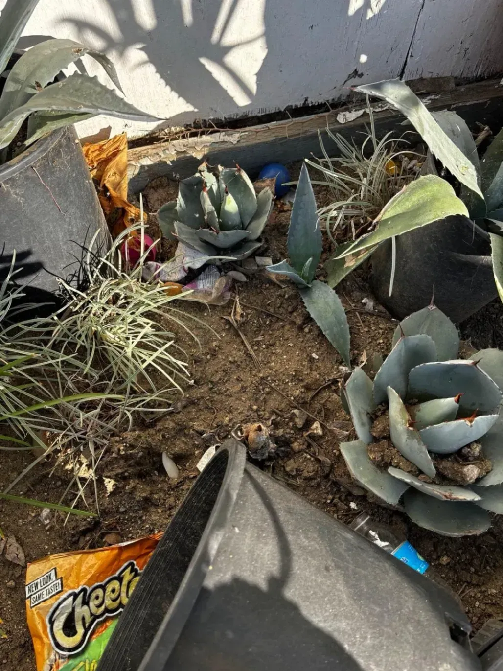 Succulents, soil, trash, and a Cheetos bag by a white wall.