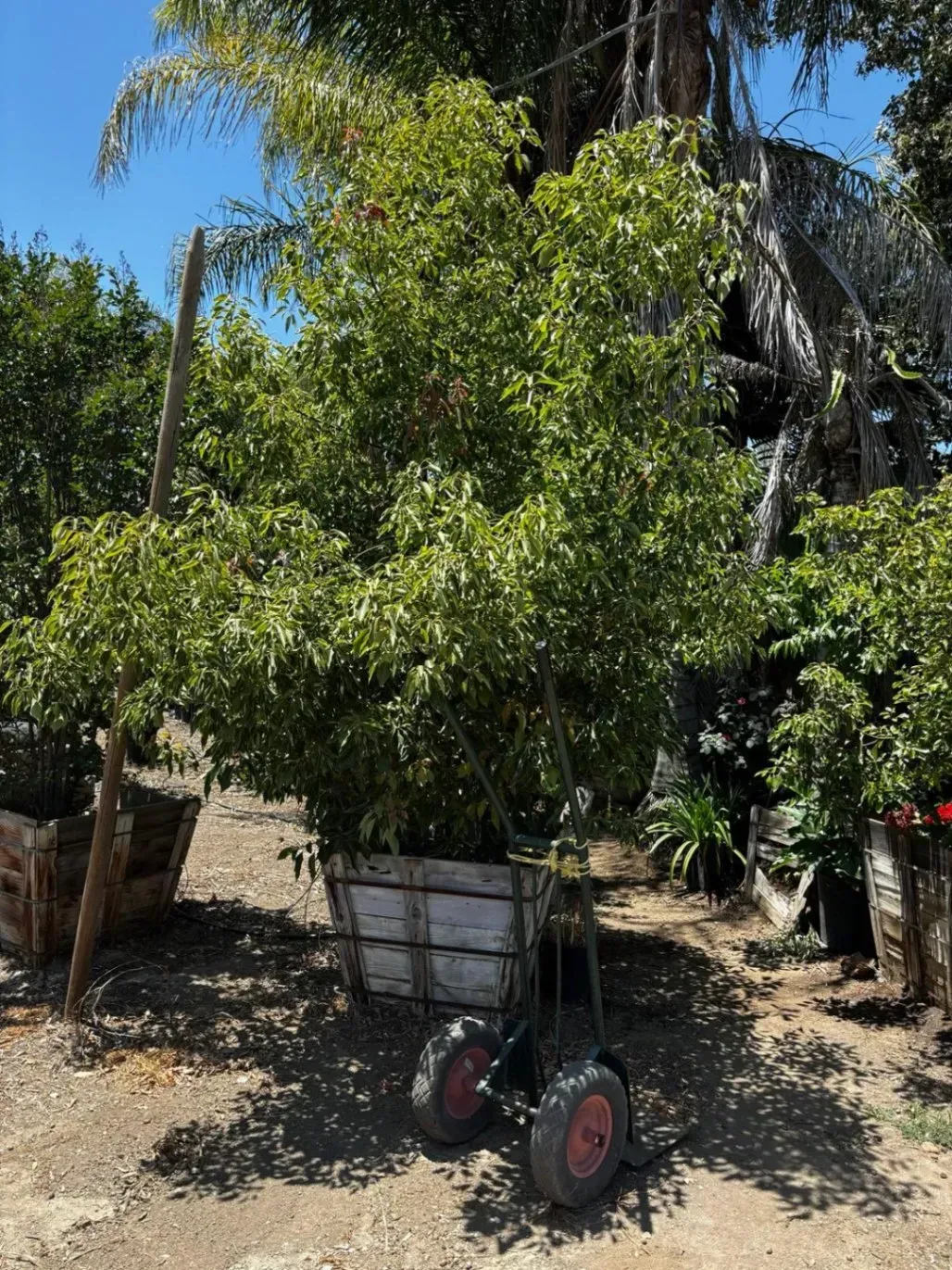 A large leafy tree in a white wooden cart with red wheels sits outdoors on a sunny day.