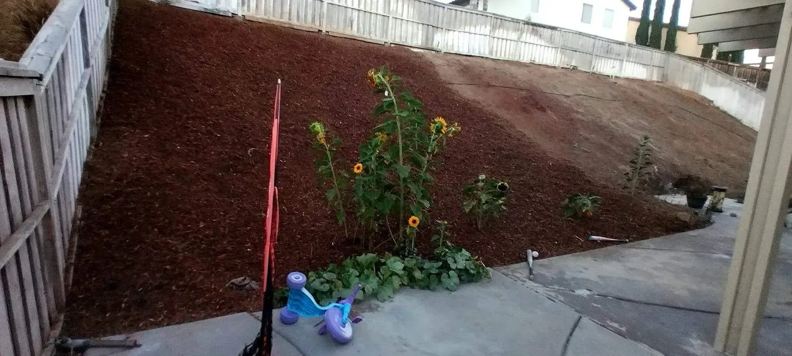 A sloped yard covered in brown mulch with sunflowers, a blue scooter, and a red pole.