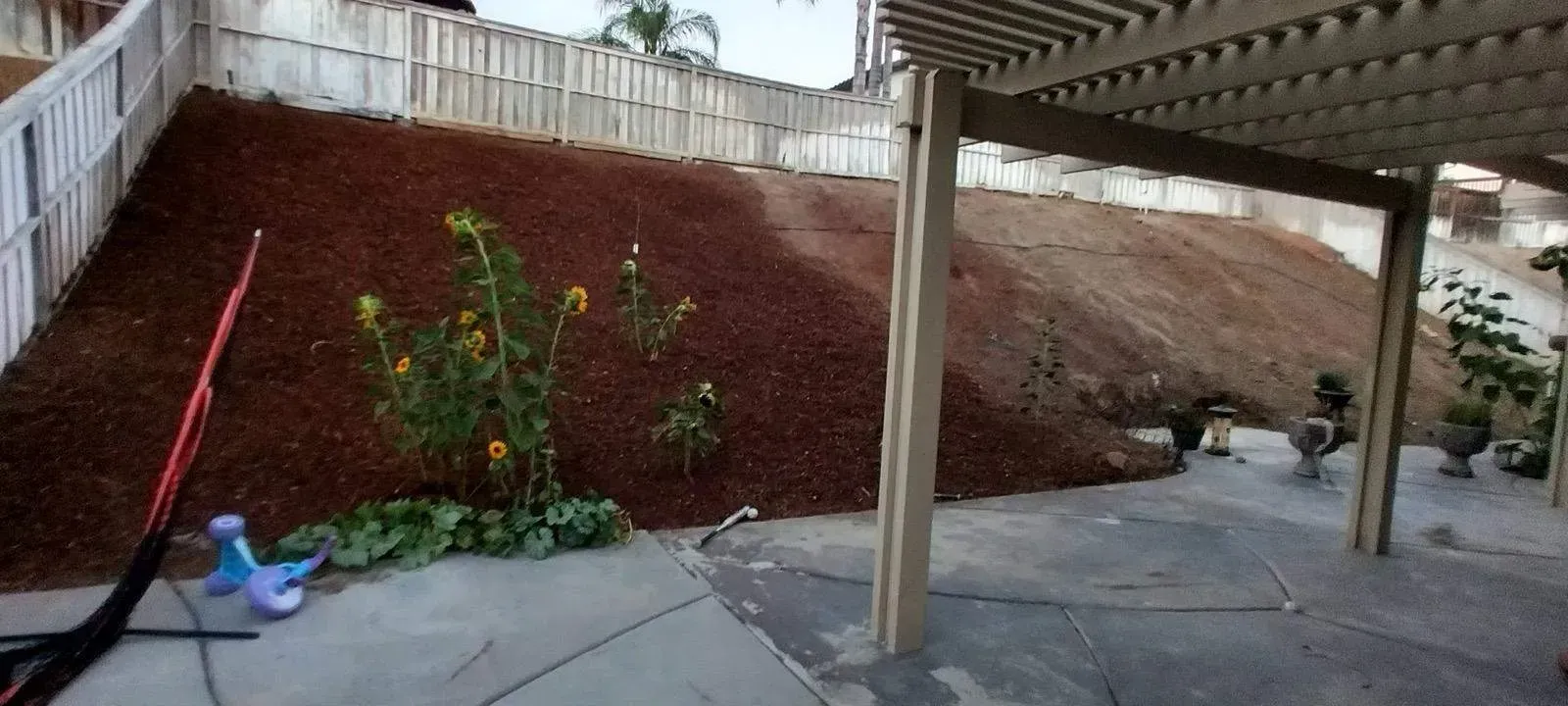 Backyard with a sloped, mulched hill. Green plants with yellow flowers grow in the center. Concrete patio and a wooden pergola are also visible.
