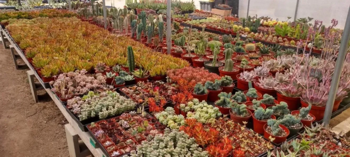 A variety of succulents displayed on tables at a plant nursery.