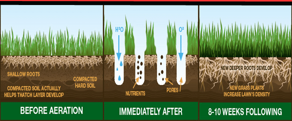 Diagram showing lawn aeration process: before, immediately after, and 8-11 weeks following, with root development and increased density.