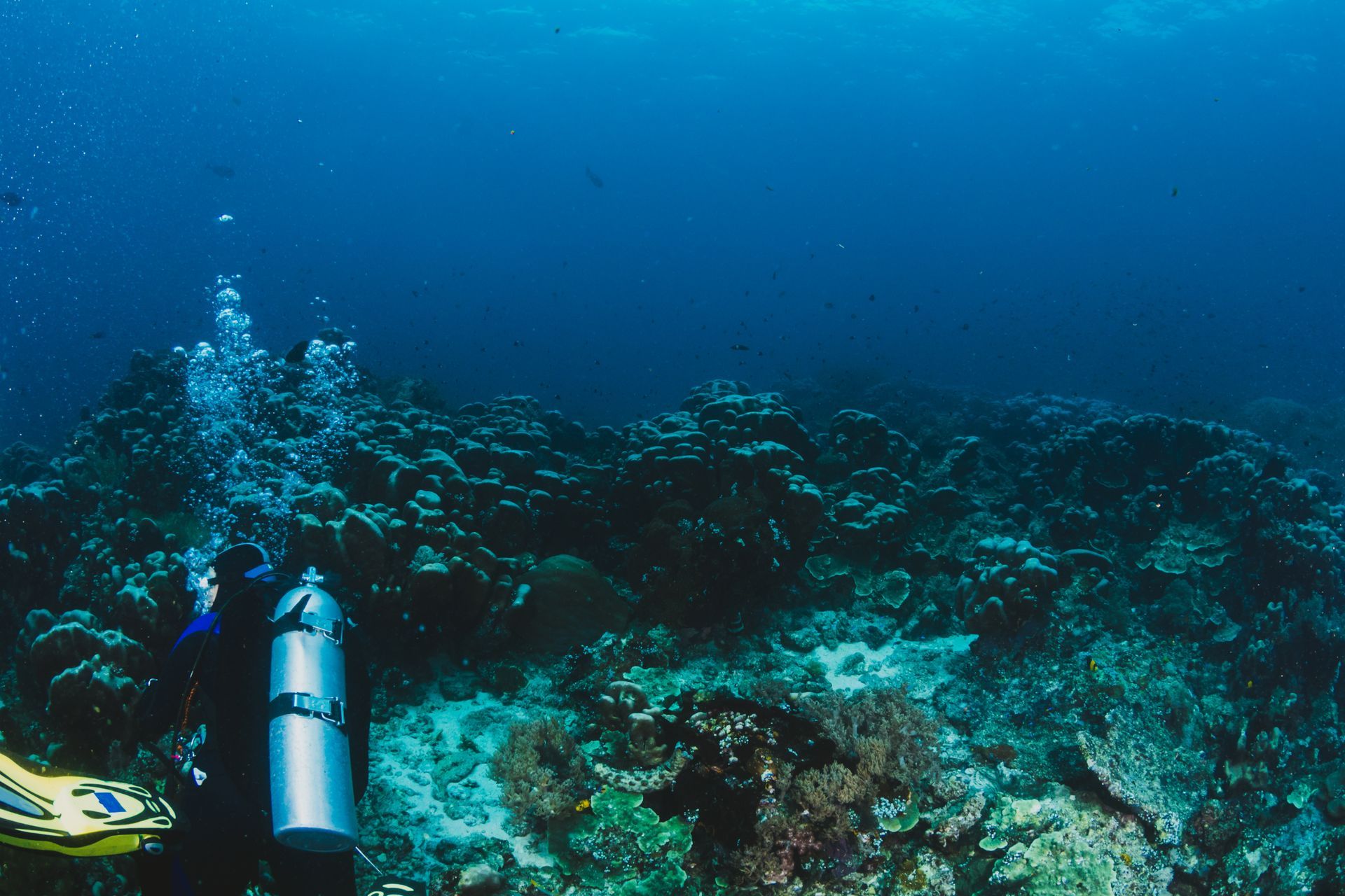 a scuba diver underwater