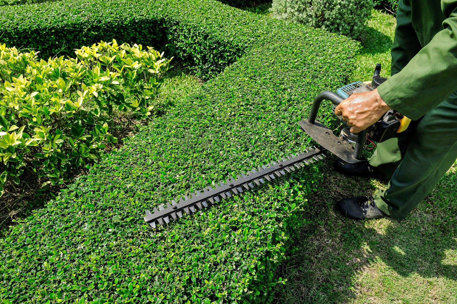 A man is cutting a hedge with a hedge trimmer.