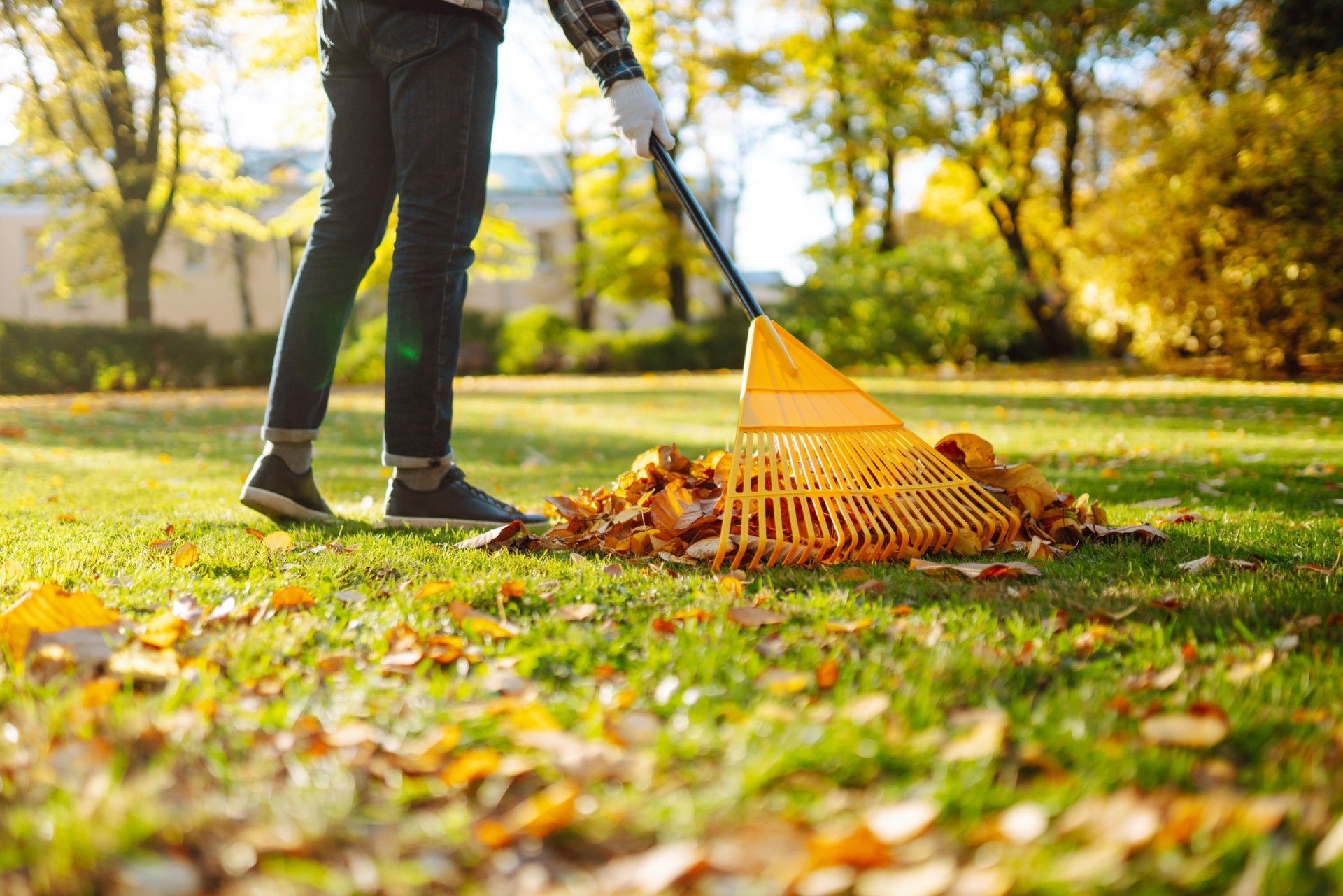 A man is raking leaves in a park with a rake.