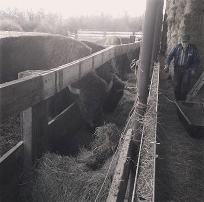Bison eating hay from a trough in a barn, tended to by a man in a green hat.